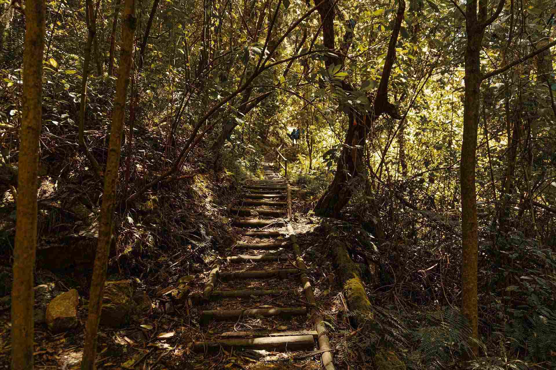 Sendero San Francisco - Vicachá camino de guadua entre árboles frondosos y piedras.