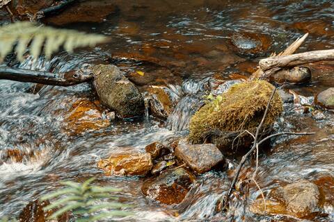 Sendero San Francisco - Vicachá cascada profusa a pozo de agua con vegetación alrededor