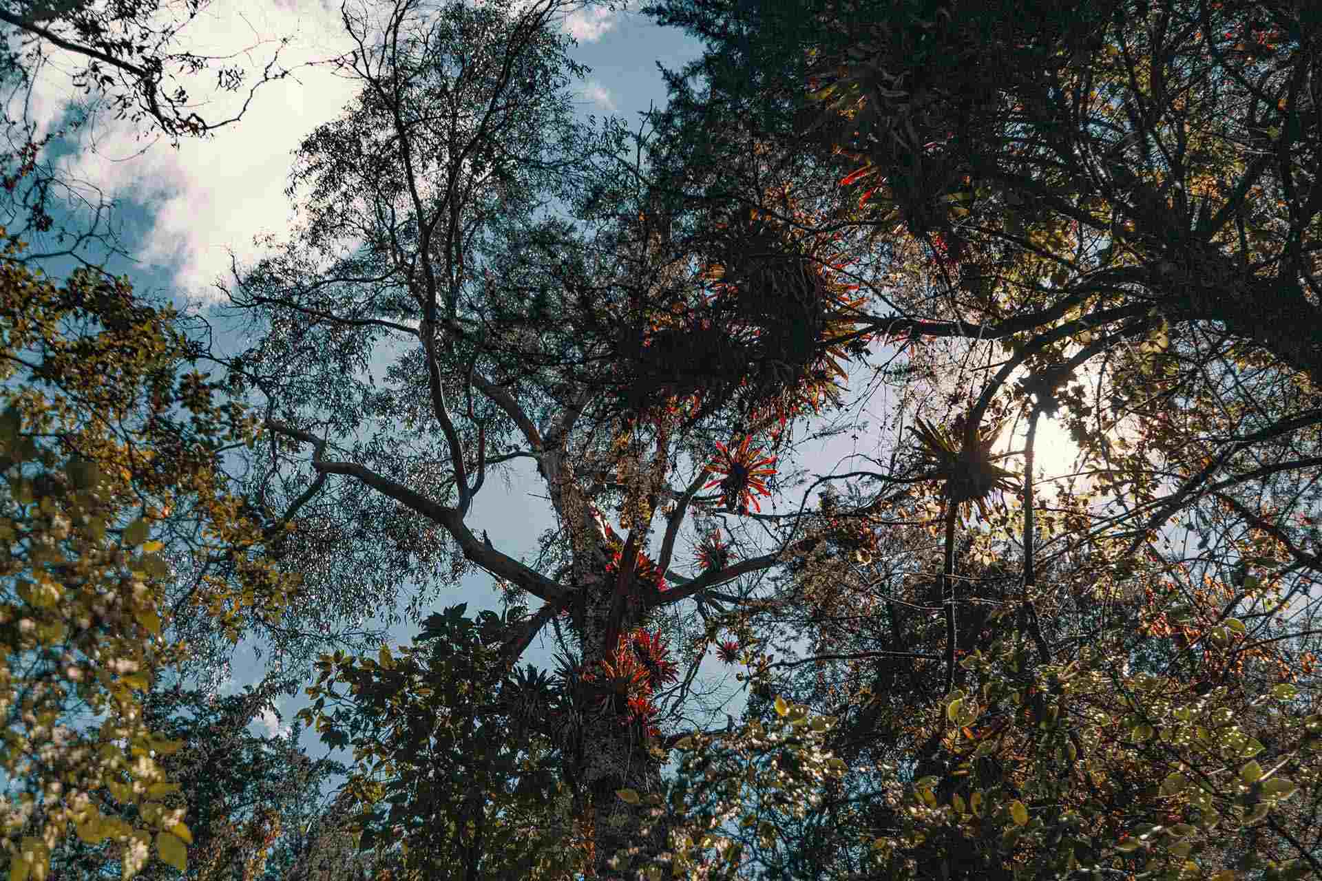 Sendero San Francisco - Vicachá vista de pico de árboles desde abajo con flores rojas y verdes y cielo azul con nubes blancas.