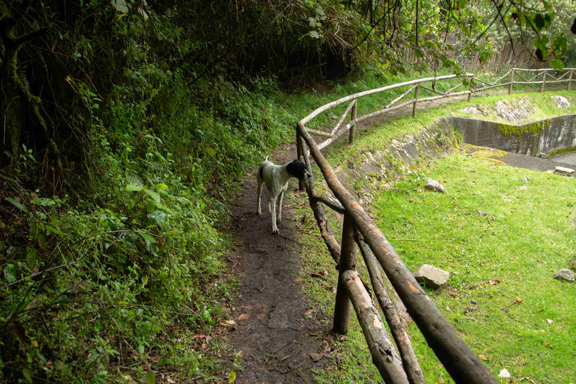 Sendero Santa Ana - La Aguadora con camino en tierra y parales en madera. Hay un perro blanco y negro a mitad de camino.