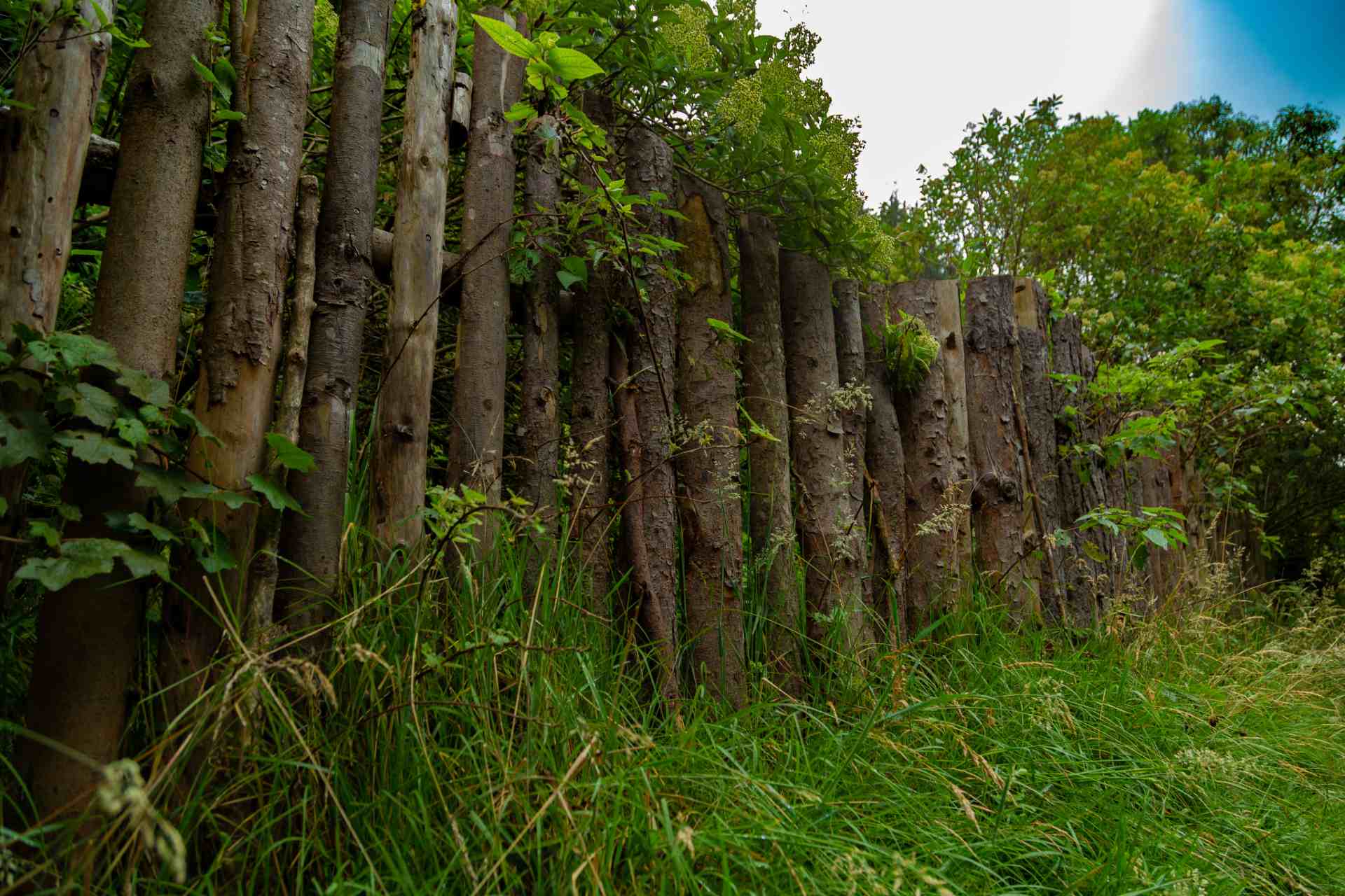 Sendero Santa Ana - La Aguadora barrotes de madera rodeados de vegetación.