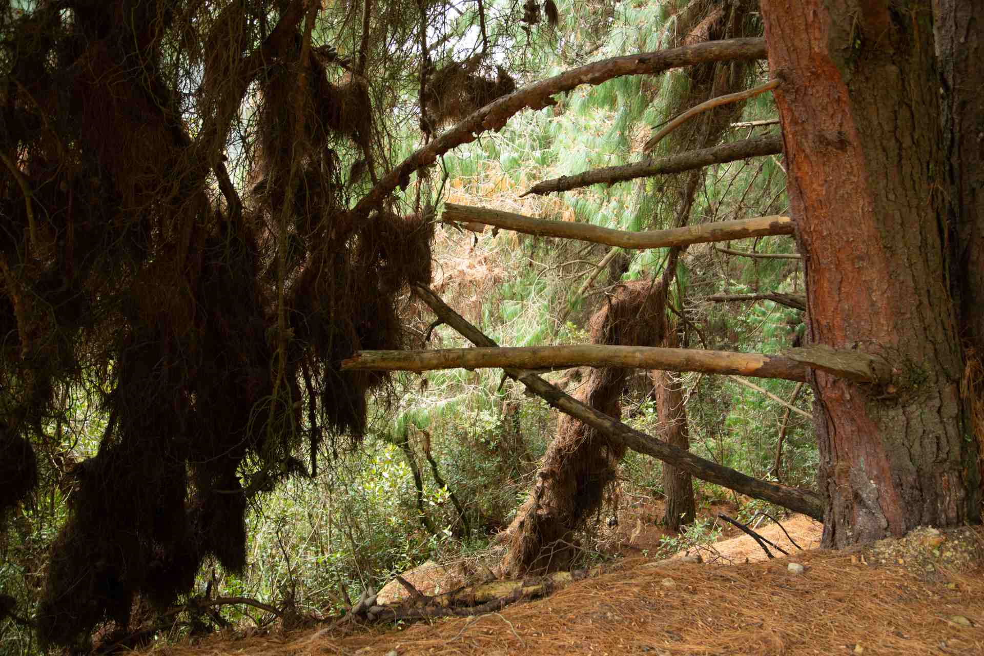 Sendero Santa Ana - La Aguadora y árbol viejo de eucalipto con ramas caídas.