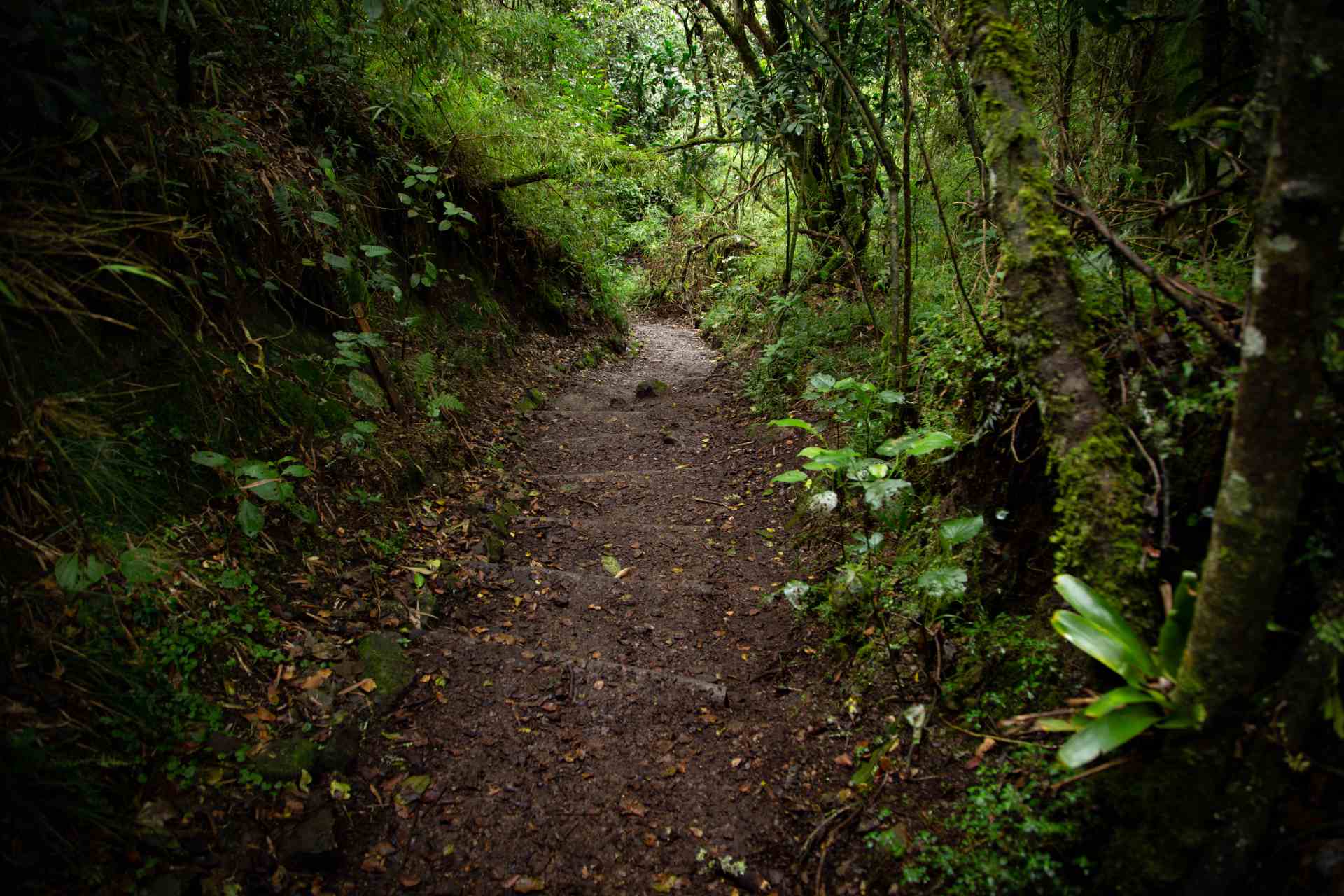 Sendero Santa Ana - La Aguadora con camino solitario en tierra y madera rodeado de vegetación