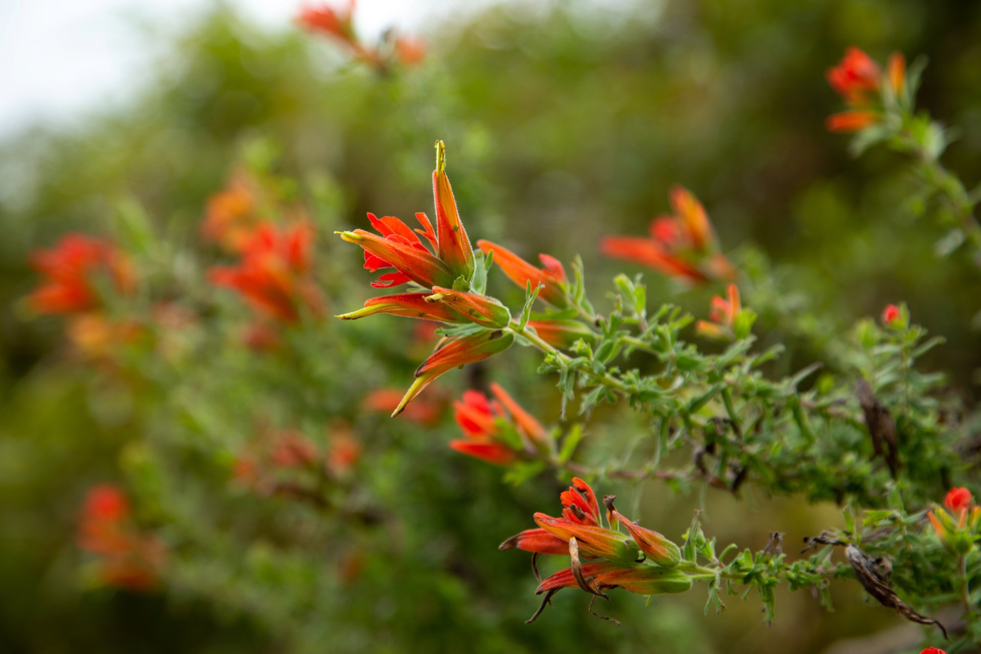 Sendero Santa Ana - La Aguadora flores de colores enfocadas y en primer plano y otras flores en desenfoque.