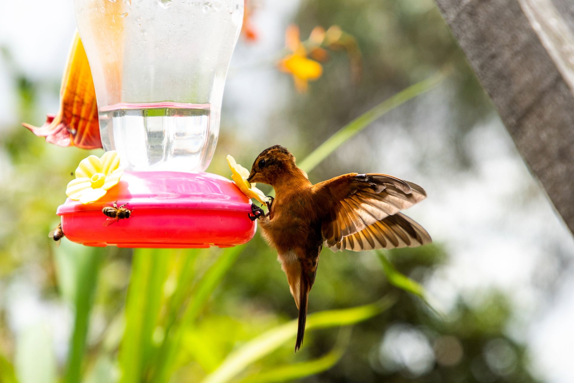 El Sendero Paramuno es un destino de naturaleza con vistas excepcionales. Foto: Juan Amarú Rodríguez - Archivo IDT.